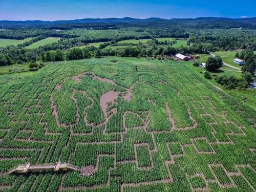Aerial view of a corn maze shaped like an elephant, surrounded by lush green fields and distant hills.
