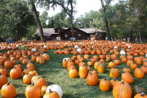 A large pumpkin patch with numerous orange and a few white pumpkins scattered across a grassy area near a wooden house.