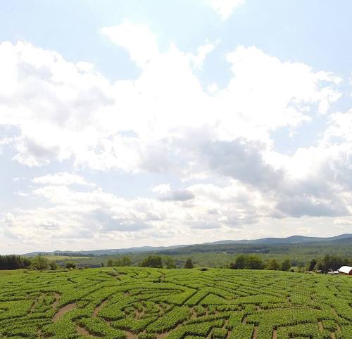 Aerial view of a large, intricate corn maze surrounded by green fields and a blue sky with scattered clouds.