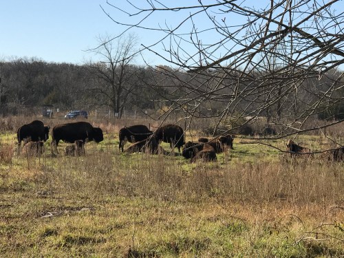 A herd of bison grazing in a grassy field with sparse trees and a distant vehicle in the background.