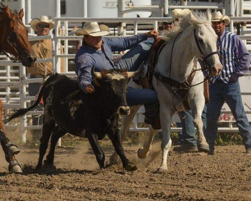 A cowboy on a horse attempts to lasso a bull in a rodeo setting, with spectators in the background.