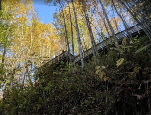 A wooden walkway above a lush, green hillside surrounded by tall trees with autumn leaves.
