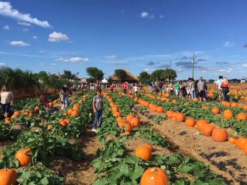 A pumpkin patch with people walking among rows of orange pumpkins under a blue sky with scattered clouds.