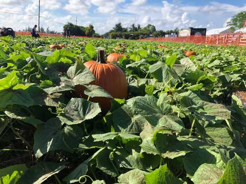 A pumpkin patch with vibrant green leaves and ripe pumpkins under a blue sky with scattered clouds.