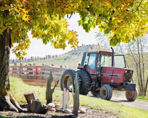 A red tractor drives past a wooden bridge surrounded by autumn foliage and a crowd in the background.