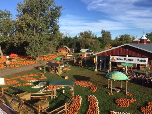 A vibrant pumpkin patch with colorful pumpkins, hay bales, and festive decorations under a clear blue sky.