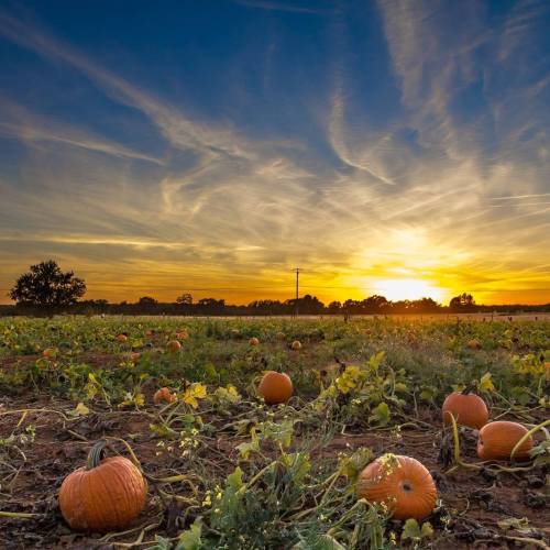 A pumpkin patch at sunset, with vibrant orange pumpkins scattered among green vines under a colorful sky.