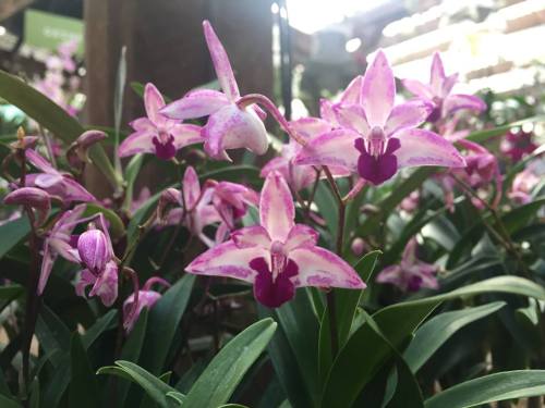 A cluster of vibrant pink orchids with purple accents, surrounded by lush green leaves.