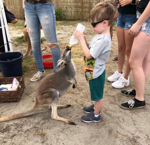 A child in sunglasses feeds a kangaroo with a bottle while surrounded by people at a petting area.