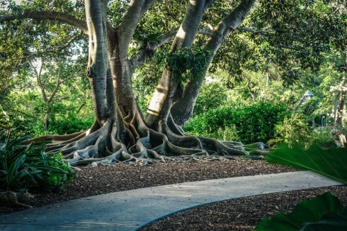 A large tree with sprawling roots stands beside a winding path in a lush, green garden.