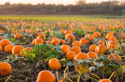 A pumpkin field at sunset, filled with vibrant orange pumpkins and green leaves scattered across the ground.