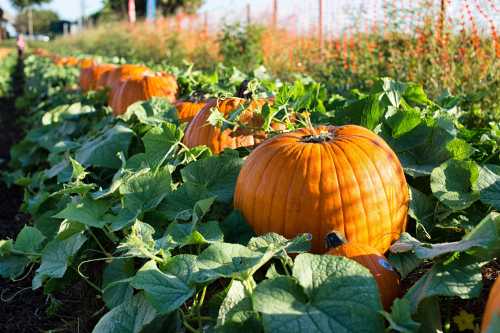 A row of bright orange pumpkins nestled among green vines in a sunny field.