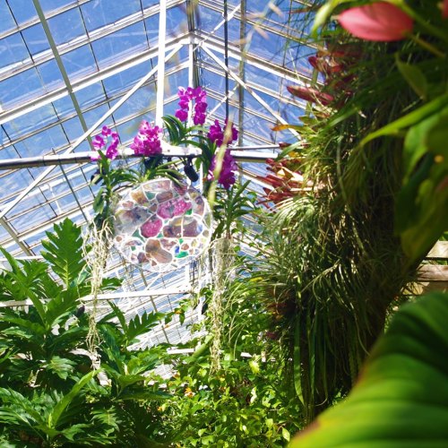 A vibrant greenhouse filled with lush greenery and hanging orchids under a bright, clear sky.