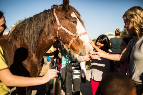 A group of children interacting with a brown horse on a sunny day, reaching out to pet it.