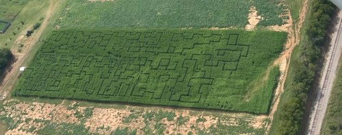 Aerial view of a large green corn maze with intricate pathways and surrounding farmland.