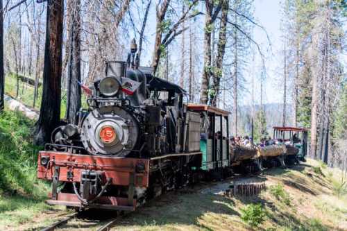 A vintage steam train with passengers travels through a forest with charred trees, indicating a recent wildfire.