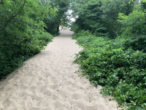 A sandy path winding through lush greenery and trees, leading into a serene natural area.