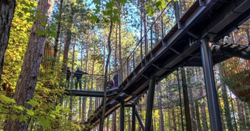 A suspended walkway through tall trees, with people walking above a forest floor filled with greenery.