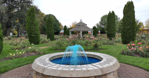 A circular stone fountain with blue water in a rose garden, surrounded by tall green trees and a gazebo in the background.