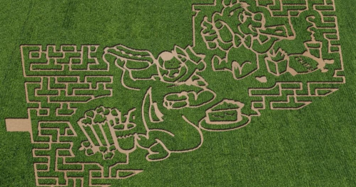 Aerial view of a corn maze featuring a whimsical design of a chef and food items carved into the green field.