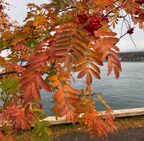 Colorful autumn leaves with red berries, overlooking a calm body of water in the background.