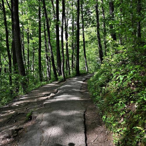 A winding path through a lush green forest, surrounded by tall trees and vibrant foliage.