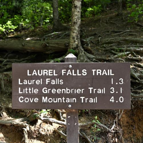Wooden trail sign listing distances to Laurel Falls, Little Greenbrier Trail, and Cove Mountain Trail in a forested area.