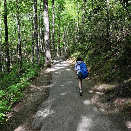 A child walks along a winding path through a lush green forest, surrounded by tall trees and vibrant foliage.