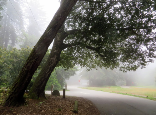 A foggy scene featuring a winding road, large trees, and lush greenery, creating a serene, misty atmosphere.