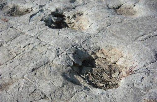Fossilized footprints in rocky terrain, showing deep impressions and surrounding dry earth.