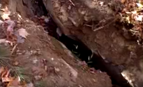 A deep trench in the ground surrounded by fallen leaves and soil, revealing dark earth below.