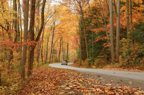 A car drives along a winding road surrounded by vibrant autumn foliage and fallen leaves.