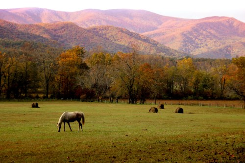 A horse grazes in a grassy field with colorful autumn trees and mountains in the background.