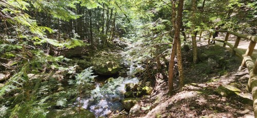 A serene forest scene with a stream flowing through rocks, surrounded by lush greenery and tall trees.