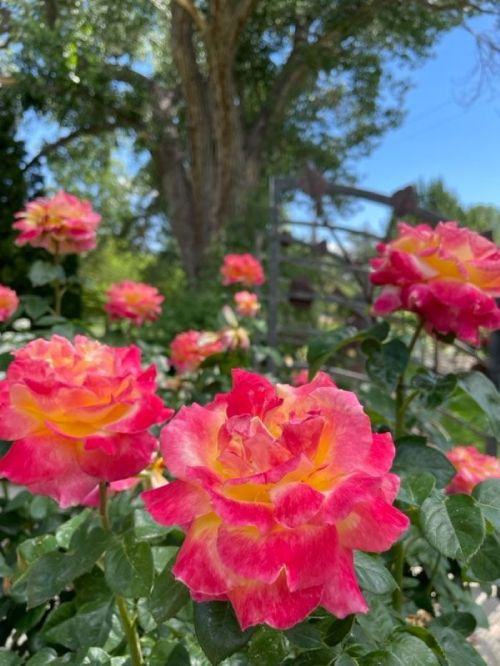A close-up of vibrant pink and yellow roses in a garden, with a tree and fence in the background.