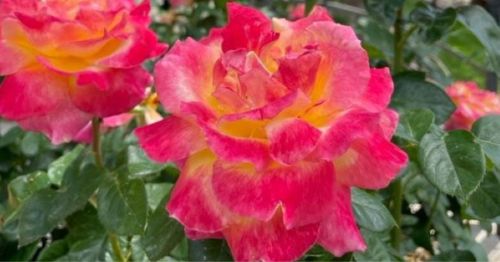 A close-up of vibrant pink and yellow roses surrounded by green leaves.