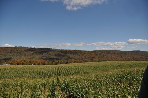 A vast cornfield stretches towards rolling hills, with autumn foliage under a clear blue sky and scattered clouds.