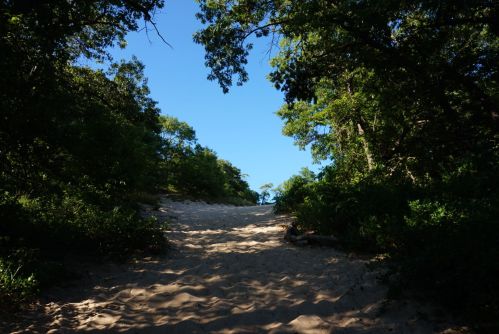 A sandy path leads through lush greenery under a clear blue sky.
