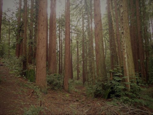 A serene forest scene with tall redwood trees and lush greenery, creating a tranquil, natural atmosphere.