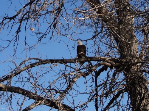 A bald eagle perched on a bare tree branch against a clear blue sky.