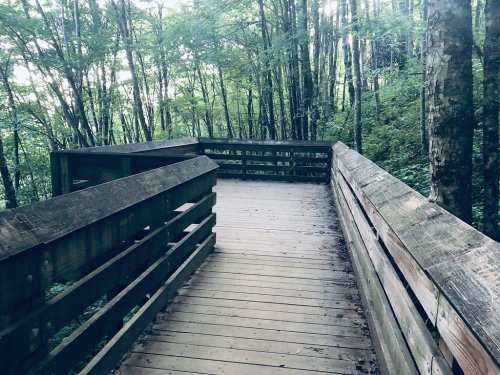A wooden walkway winding through a lush green forest, surrounded by trees and natural light.