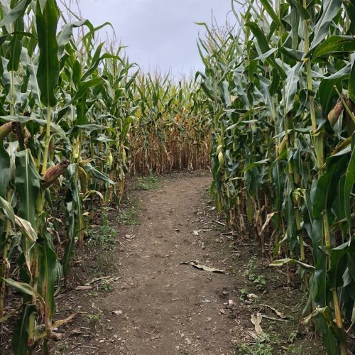 A narrow dirt path winding through tall corn stalks on either side, under a cloudy sky.