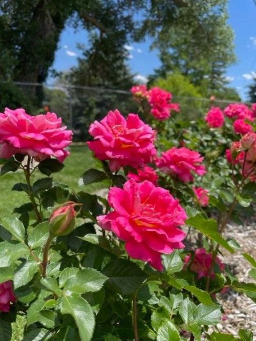 A close-up of vibrant pink roses blooming in a sunny garden, with green leaves and a clear blue sky in the background.