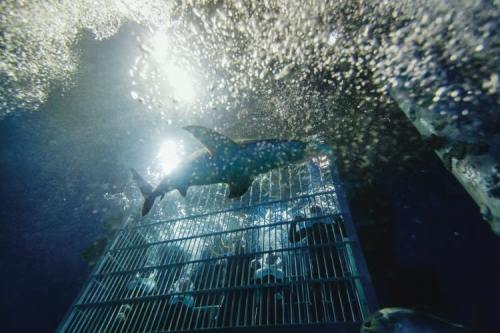 A shark swims near a submerged cage, surrounded by bubbles and sunlight filtering through the water.