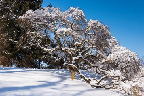 A snow-covered tree with twisted branches stands against a clear blue sky, surrounded by a snowy landscape.