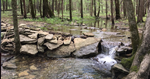A serene forest scene featuring a small stream flowing over rocks, surrounded by lush green trees.