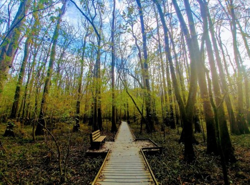 A wooden boardwalk leads through a lush, green forest with tall trees and a bench on the side, under a bright sky.