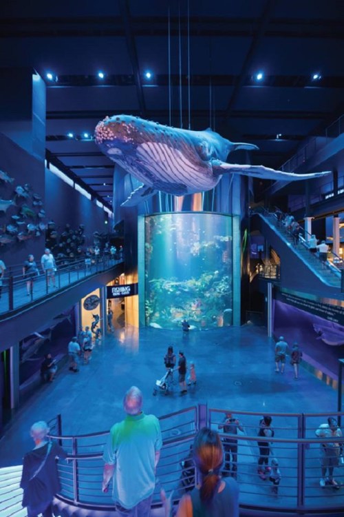 A large whale model hangs in a blue-lit aquarium, with visitors observing and an underwater scene in the background.