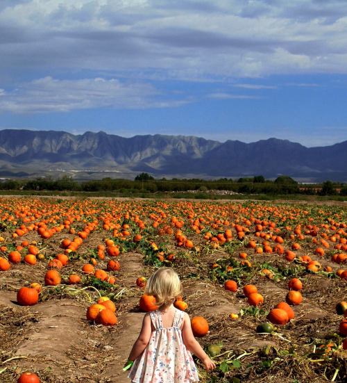 A young child walks through a pumpkin patch, surrounded by vibrant orange pumpkins and a scenic mountain backdrop.