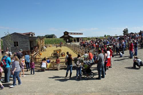 A large crowd gathers at a farm event with hay bales, buildings, and activities under a clear blue sky.